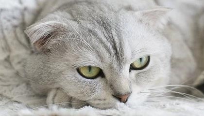 锋线跑位是否比脚下技术更影响破门转化率，锋线技巧